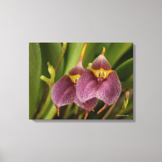 Masdevallia Canvas Afdruk (Voorkant)