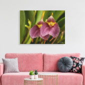 Masdevallia Canvas Afdruk (Insitu (Woonkamer))