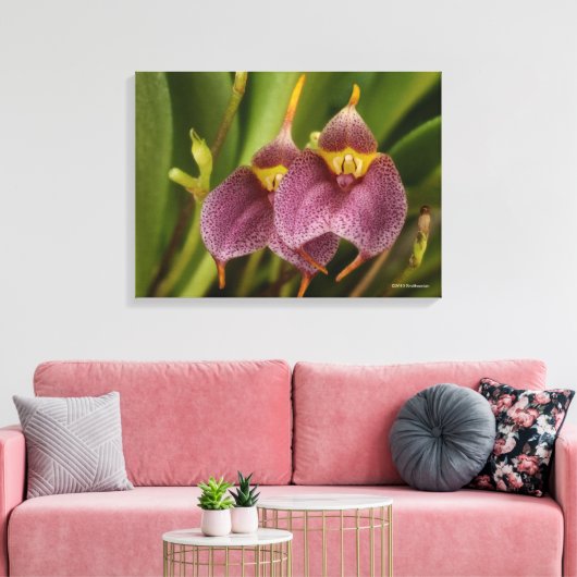 Masdevallia Canvas Afdruk (Insitu (Woonkamer))