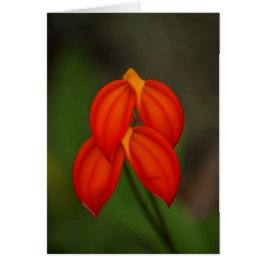 Masdevallia ignea Orchid
