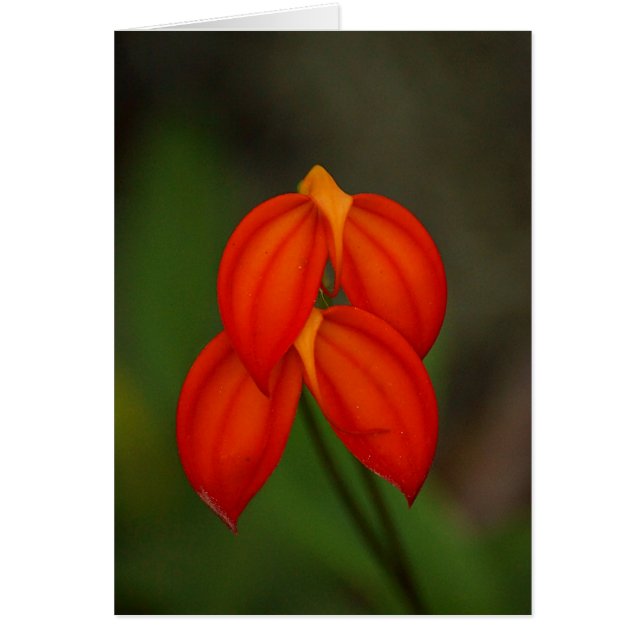 Masdevallia ignea Orchid (Voorkant)