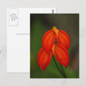 Masdevallia ignea Orchid Briefkaart (Voorkant / Achterkant)