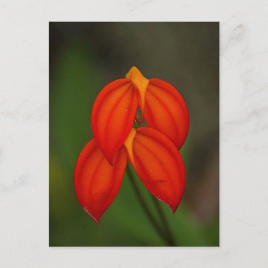 Masdevallia ignea Orchid Briefkaart (Voorkant)