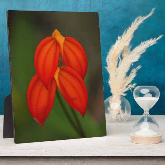 Masdevallia ignea Orchid Fotoplaat (Zijkant)