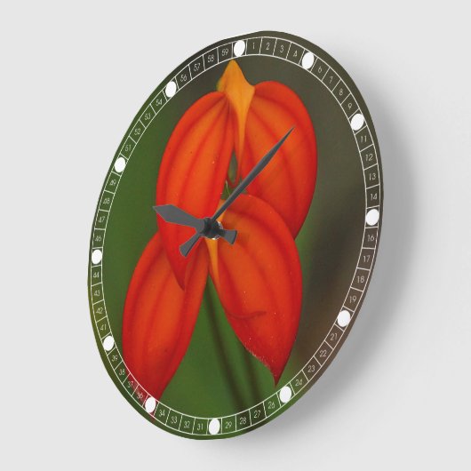 Masdevallia ignea Orchid Grote Klok (Hoek)