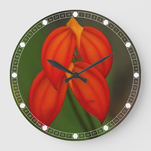 Masdevallia ignea Orchid Grote Klok (Voorkant)