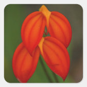Masdevallia ignea Orchid Vierkante Sticker (Voorkant)