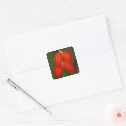 Masdevallia ignea Orchid Vierkante Sticker (Envelop)