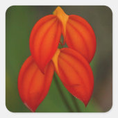 Masdevallia ignea Orchid Vierkante Sticker (Voorkant)