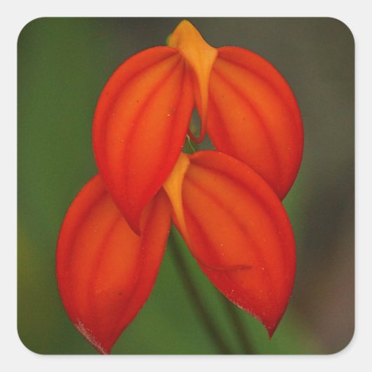 Masdevallia ignea Orchid Vierkante Sticker (Voorkant)