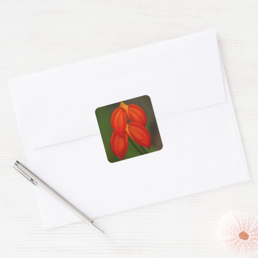 Masdevallia ignea Orchid Vierkante Sticker (Envelop)