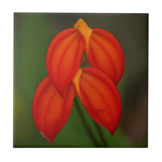 Masdevallia ignea Orchidee Tegeltje (Voorkant)