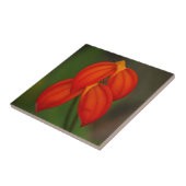 Masdevallia ignea Orchidee Tegeltje (Zijkant)