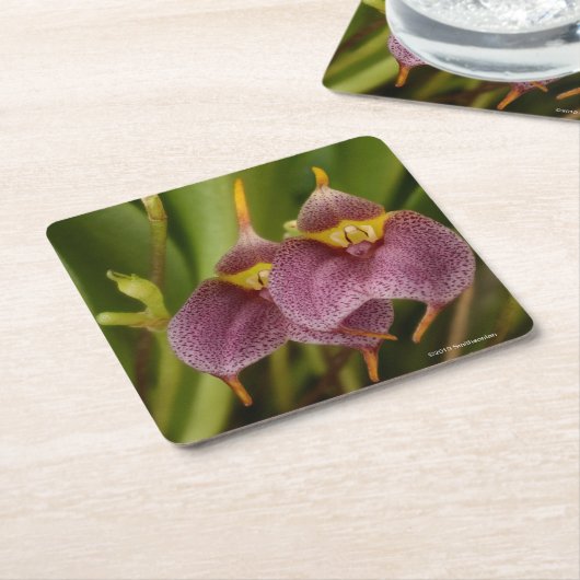 Masdevallia Kartonnen Onderzetters (Schuin)