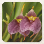 Masdevallia Kartonnen Onderzetters (Voorkant)