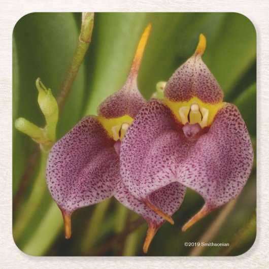 Masdevallia Kartonnen Onderzetters (Voorkant)