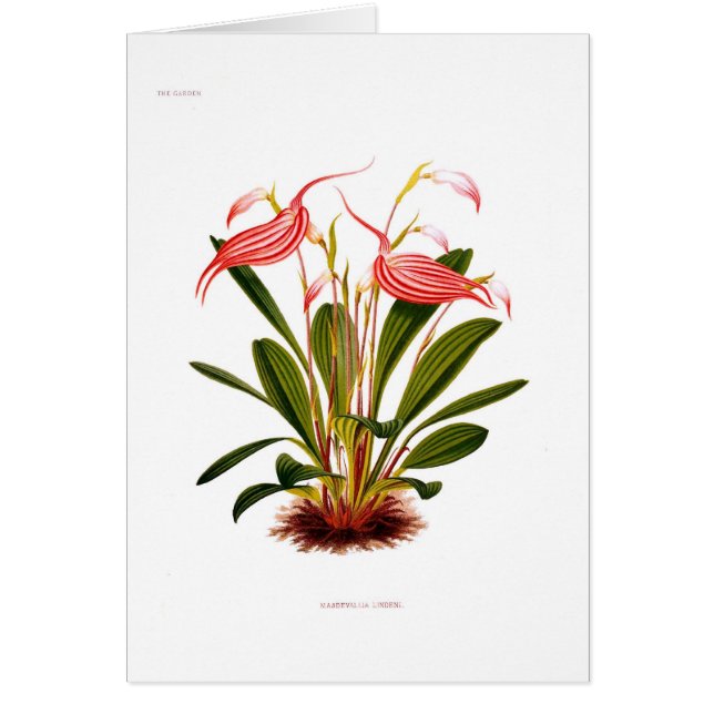 Masdevallia lindeni (Voorkant)