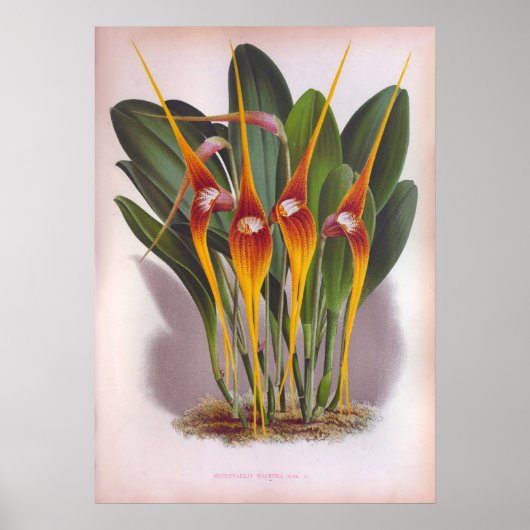 Masdevallia Macura Oranje  Orchids Poster (Voorkant)