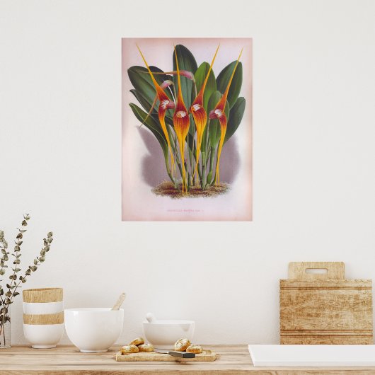 Masdevallia Macura Oranje  Orchids Poster (Keuken)