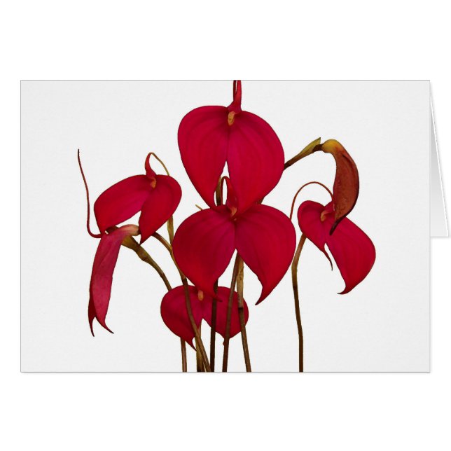 Masdevallia Orchid - Card (Voorkant Horizontaal)