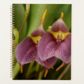 Masdevallia Planner (Voorkant)