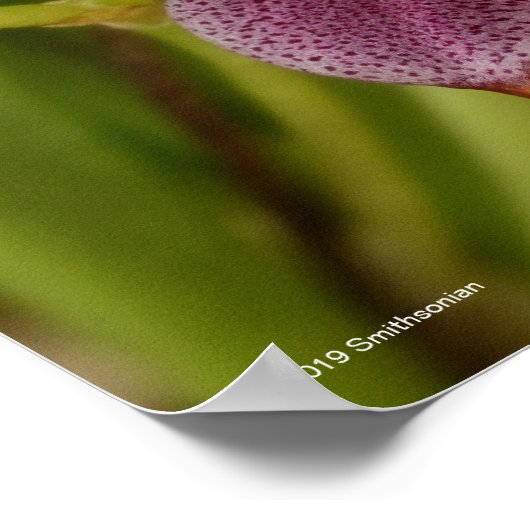 Masdevallia Poster (Hoek)