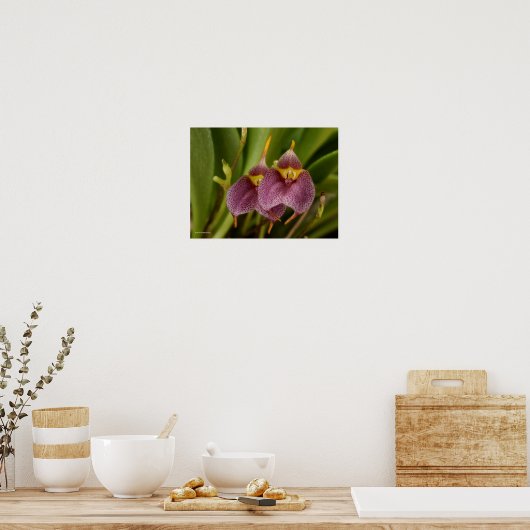 Masdevallia Poster (Keuken)