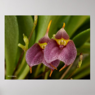 Masdevallia Poster