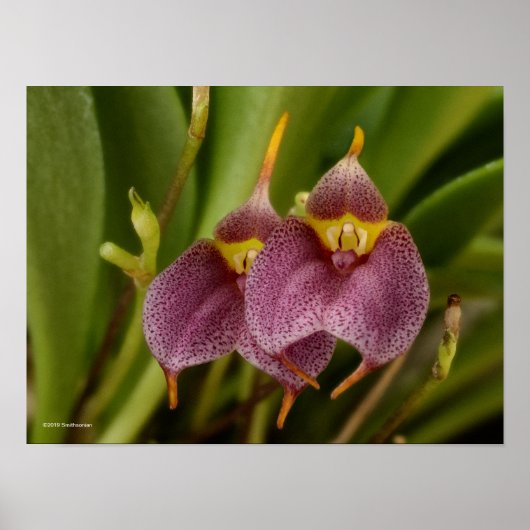 Masdevallia Poster (Voorkant)
