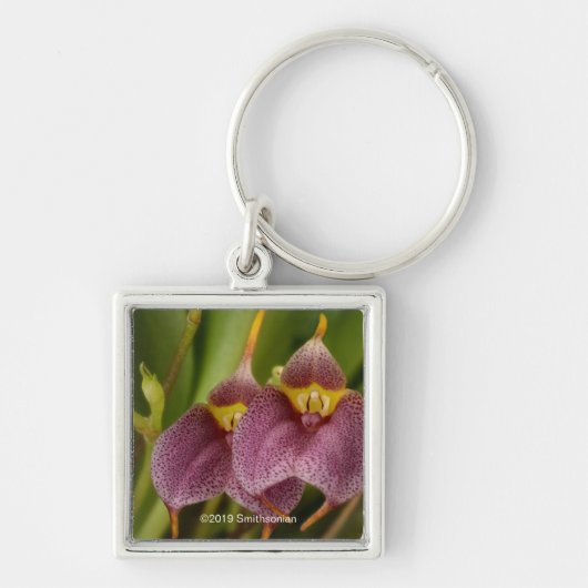 Masdevallia Sleutelhanger (Voorkant)