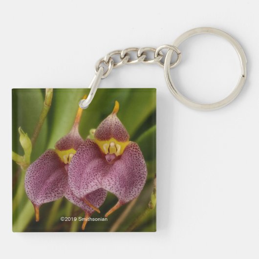 Masdevallia Sleutelhanger (Achterkant)