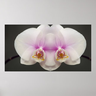 Masker van de Orchid Poster