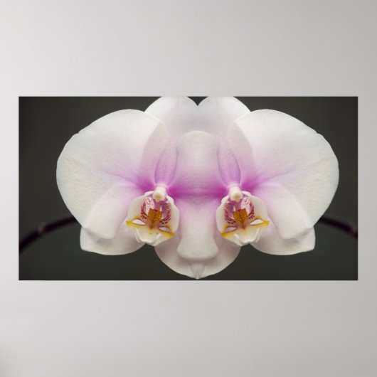 Masker van de Orchid Poster (Voorkant)