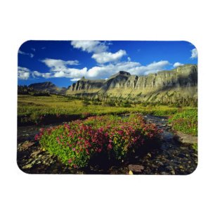 Maskerbloemen bij Logan Pass in Glacier National Magneet