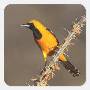 Maskeroriolus op een tak vierkante sticker