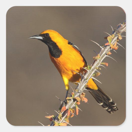 Maskeroriolus op een tak vierkante sticker (Voorkant)