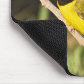 Maskerzanger (Wilsonia citrina) Muismat (Hoek)