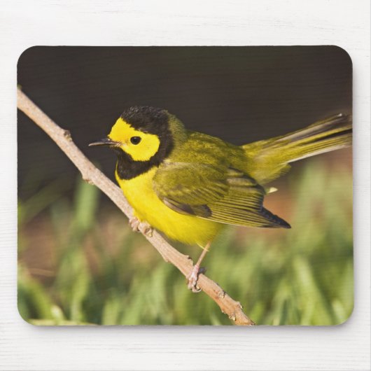Maskerzanger (Wilsonia citrina) Muismat (Voorkant)