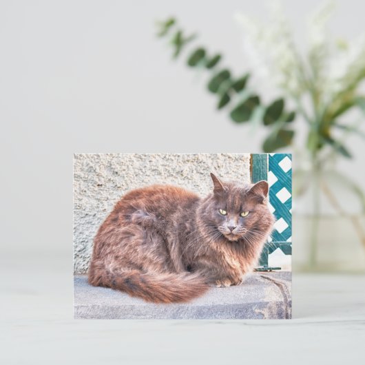 Maspalomas Cat Briefkaart (Staand voorkant)