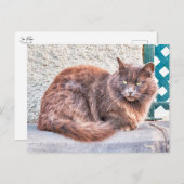 Maspalomas Cat Briefkaart (Voorkant / Achterkant)