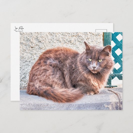 Maspalomas Cat Briefkaart (Voorkant / Achterkant)
