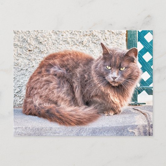 Maspalomas Cat Briefkaart (Voorkant)