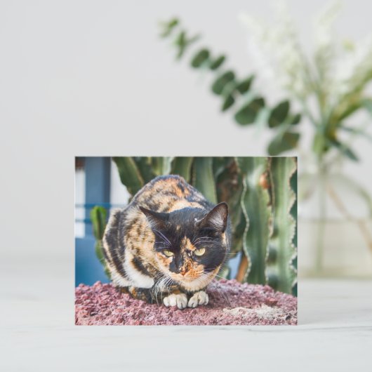 Maspalomas Cat Briefkaart (Staand voorkant)