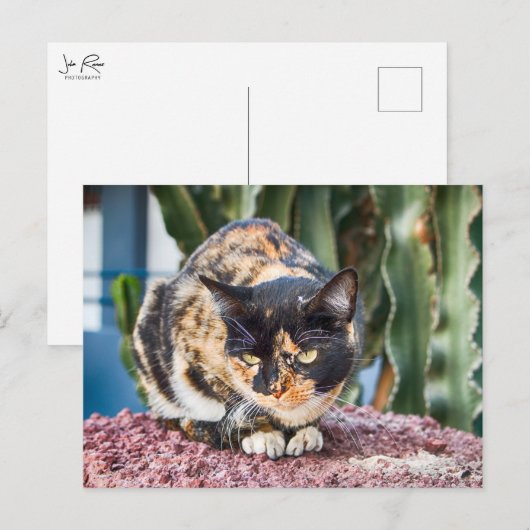 Maspalomas Cat Briefkaart (Voorkant / Achterkant)