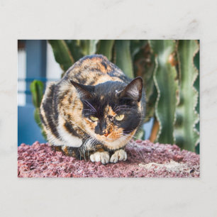 Maspalomas Cat Briefkaart