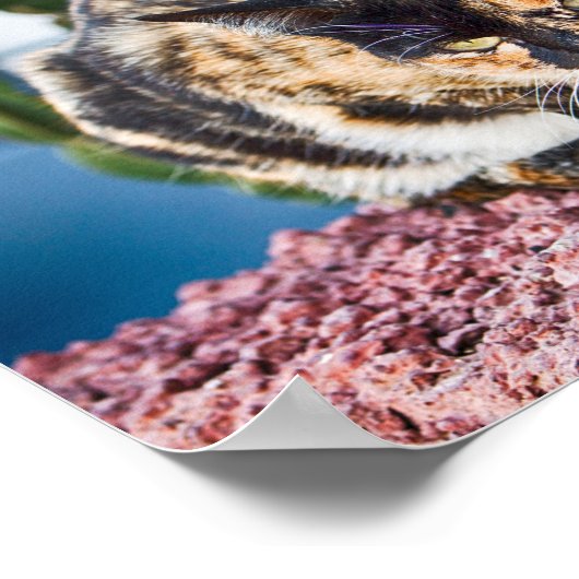 Maspalomas Cat Poster (Hoek)