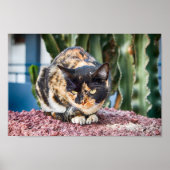 Maspalomas Cat Poster (Voorkant)