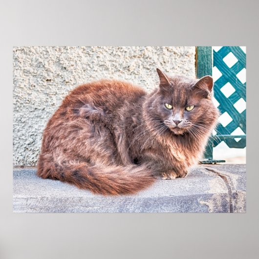 Maspalomas Cat Poster (Voorkant)