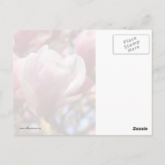 Massa van Magnolia Briefkaart (Achterkant)