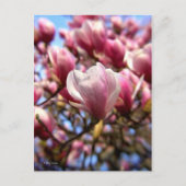 Massa van Magnolia Briefkaart (Voorkant)